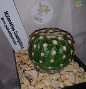 Planet Desert  Review